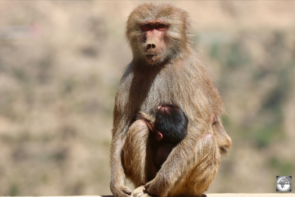 A much smaller female hamadryas baboon with her infant.