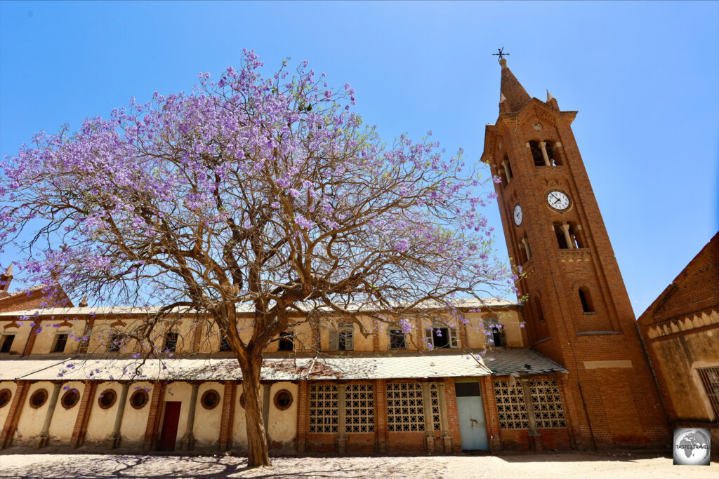 A Jacaranda tree in bloom in a church courtyard in Keren.