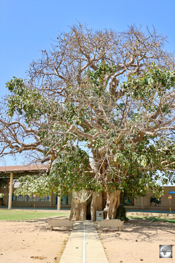 The Mariam Dearit Shrine is built into the hollow of a large baobab tree.