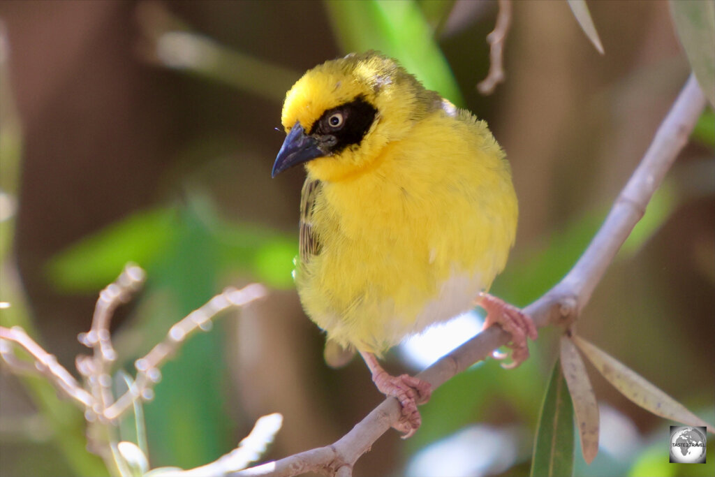 A male Ruppell's Weaver, in the garden of the Milan Restaurant at Adi Keyh.