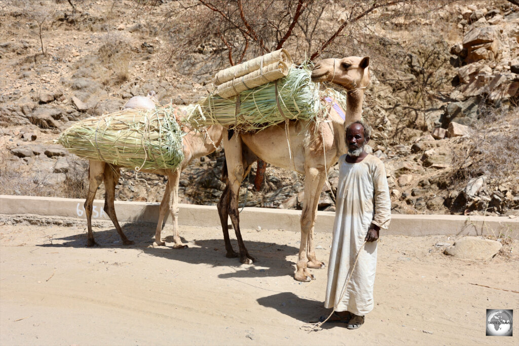 Camels are often used for transporting goods in Eritrea.