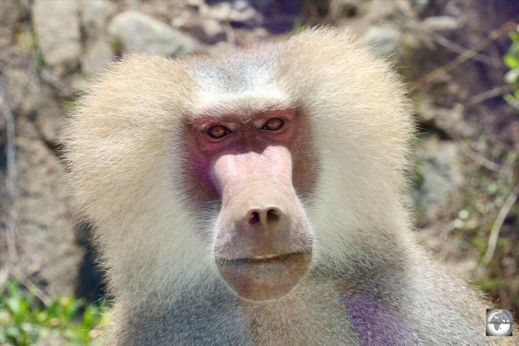 A staring competition with a male hamadryas baboon.