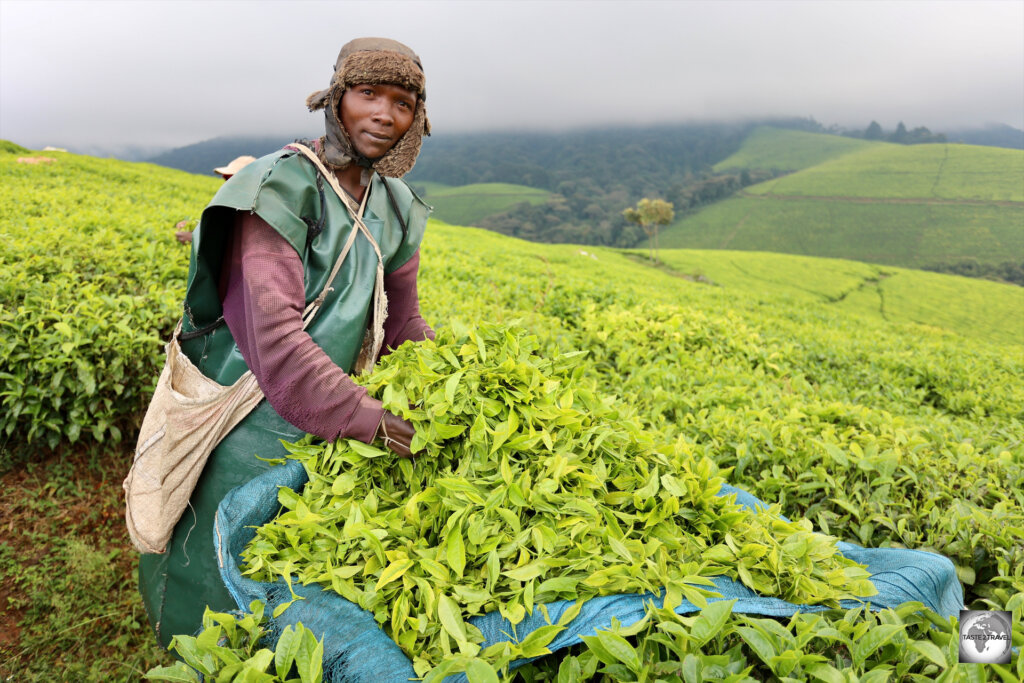 A tea picker at the Taza Tea Plantation.