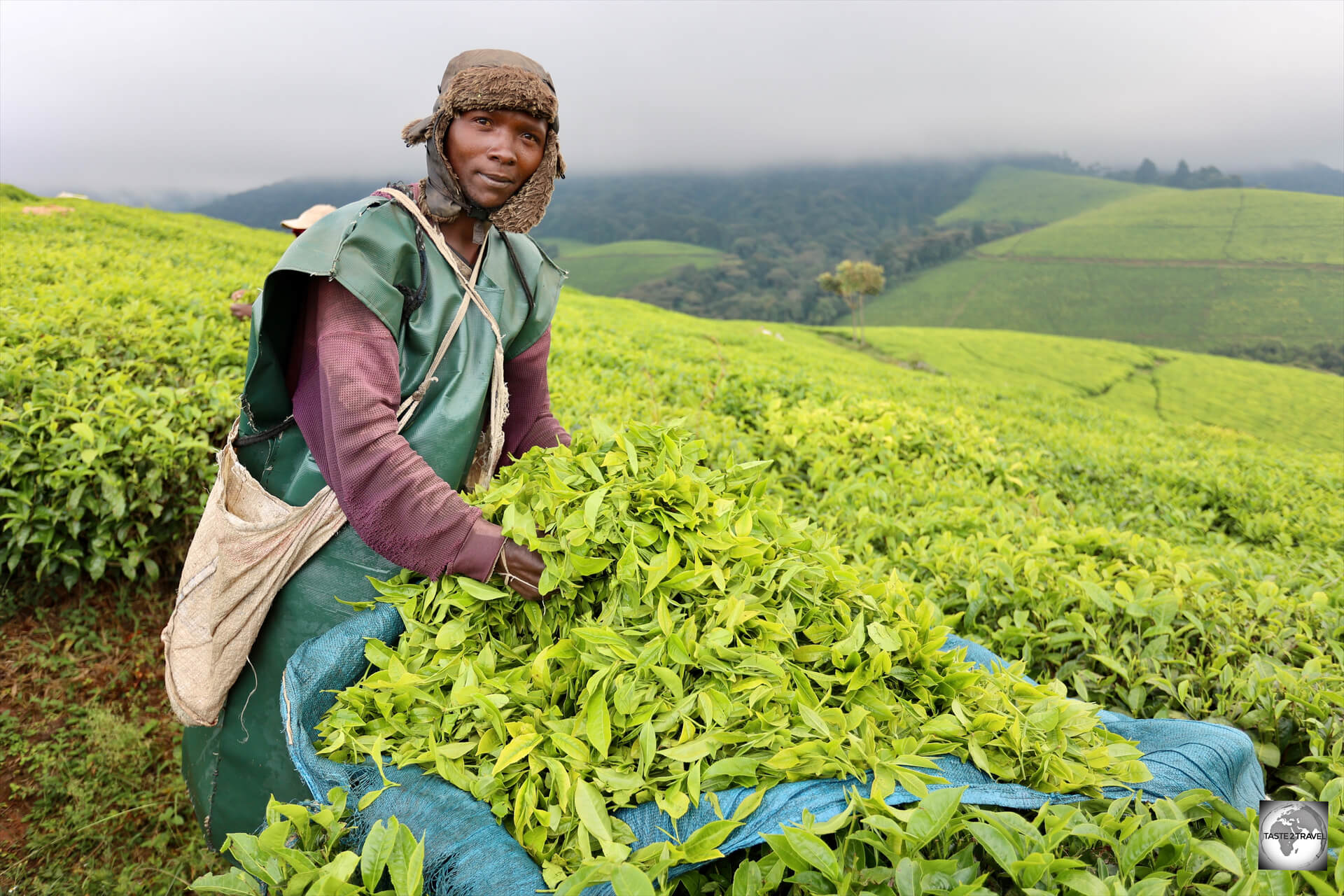 A tea picker at the Taza Tea Plantation.