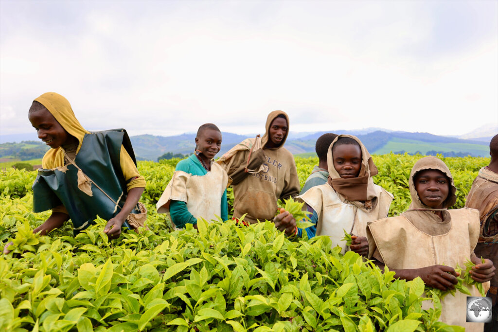Walking through the Taza Tea Plantation and meeting the tea pickers was a wonderful memory of Burundi,.