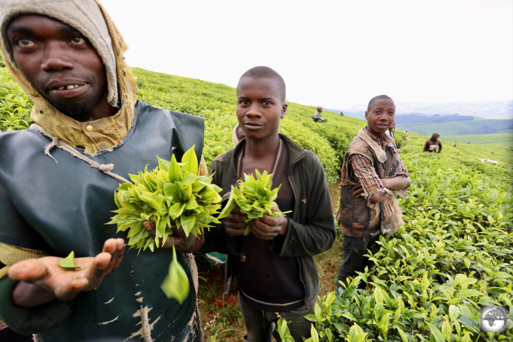 The friendly tea pickers at the Taza Tea Plantation.