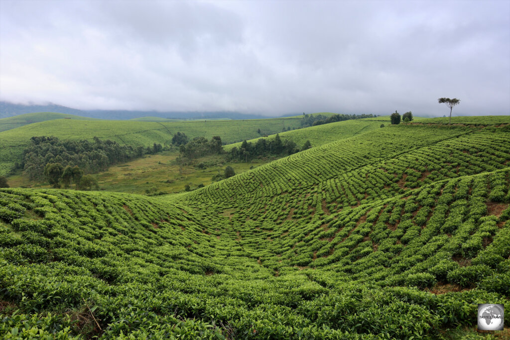 A view of the Taza Tea Plantation.
