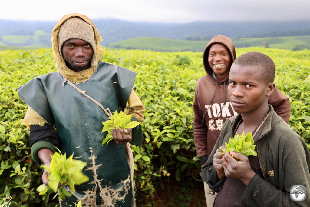 Tea pickers at the Taza Tea Plantation.