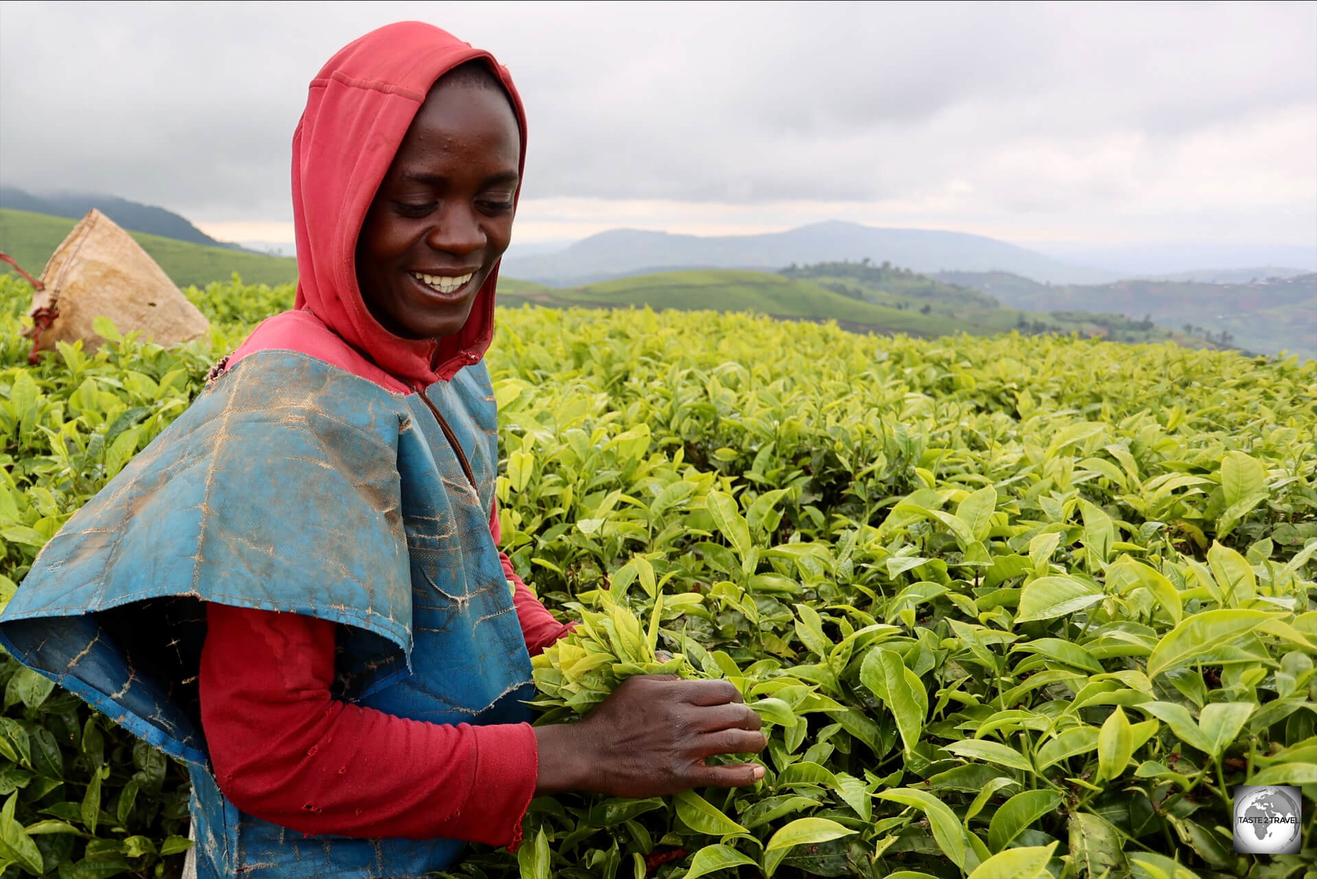 Picking tea leaves at the Taza Tea Plantation.