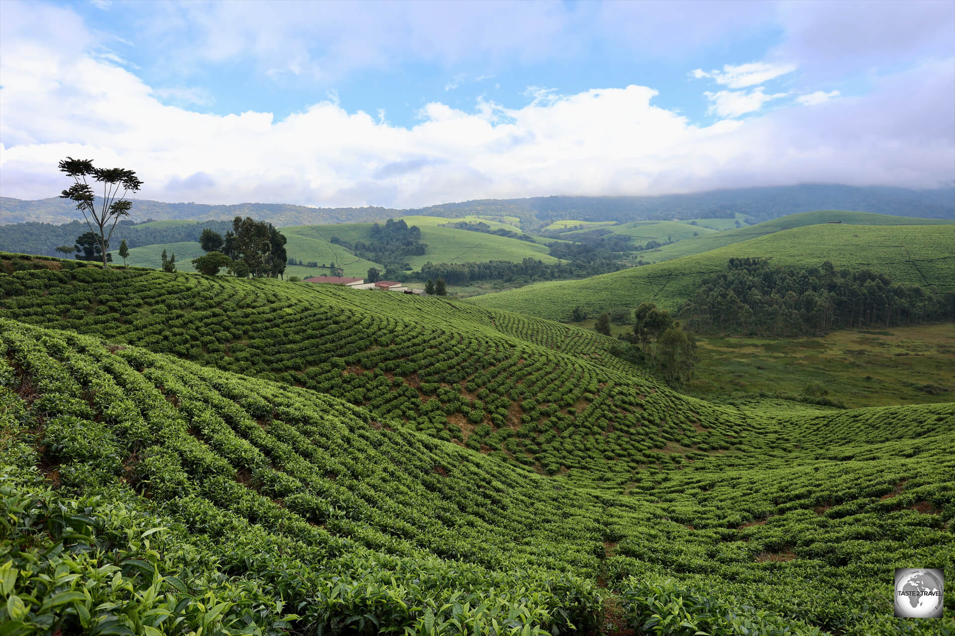 The hilly, mountainous terrain of Burundi is perfect for tea cultivation, seen here at the Taza Tea Plantation.