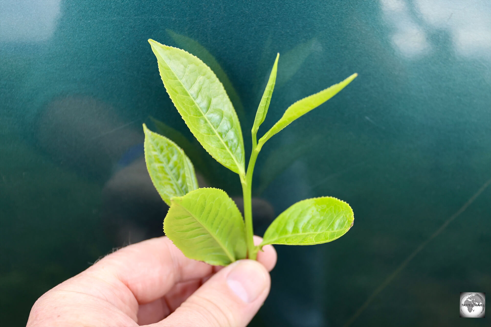 Very fresh souvenir tea leaves at the Taza Tea Plantation.
