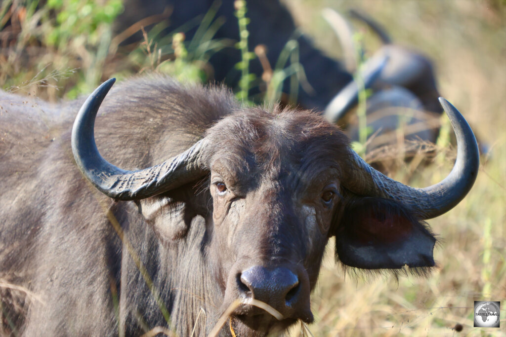 Akagera National Park is home to herds of the very large Cape Buffalo.