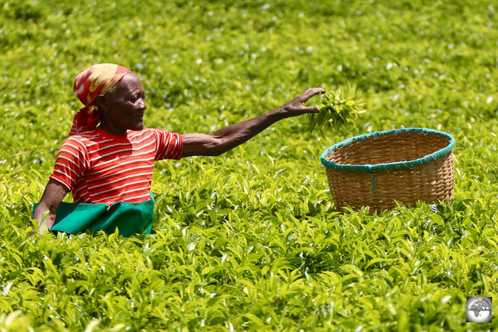 A tea picker at the Pfunda Tea Plantation, near Gisenyi.