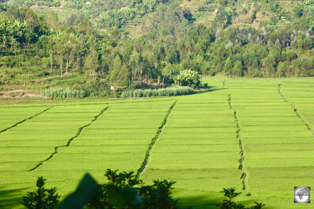 In a country which is almost 100% hilly, any precious flat areas of land are devoted to the cultivation of rice, as seen here, near the town of Kibuye.