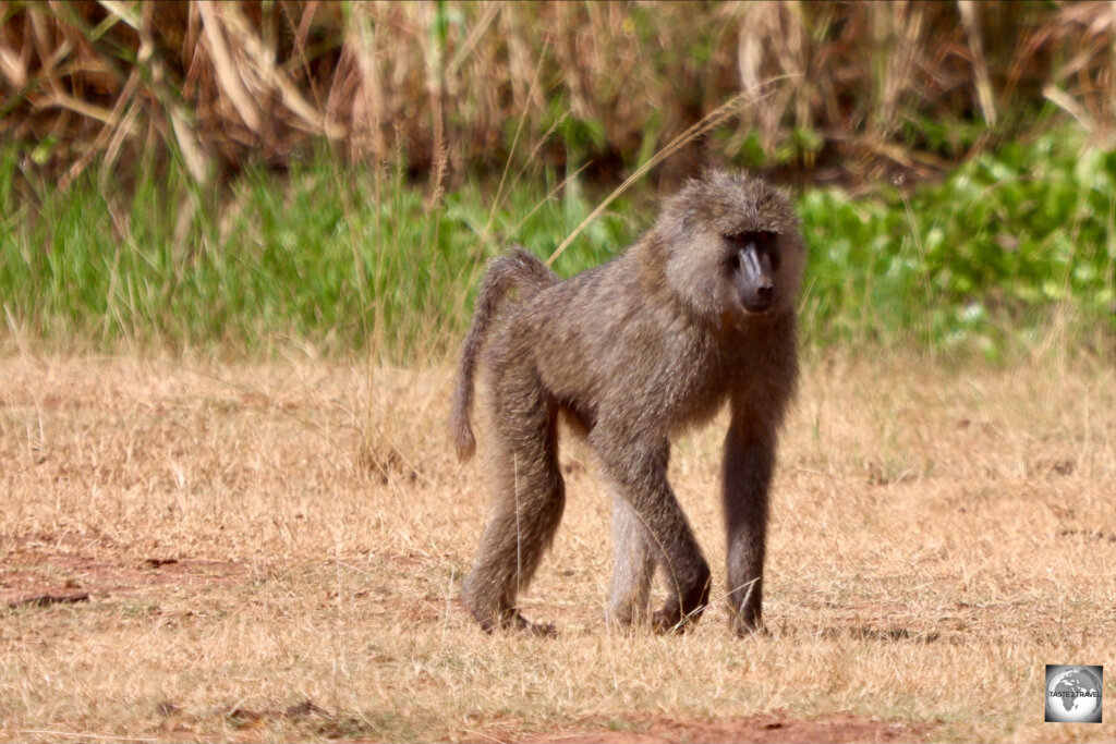 There are many cheeky Olive baboons at Akagera National Park.