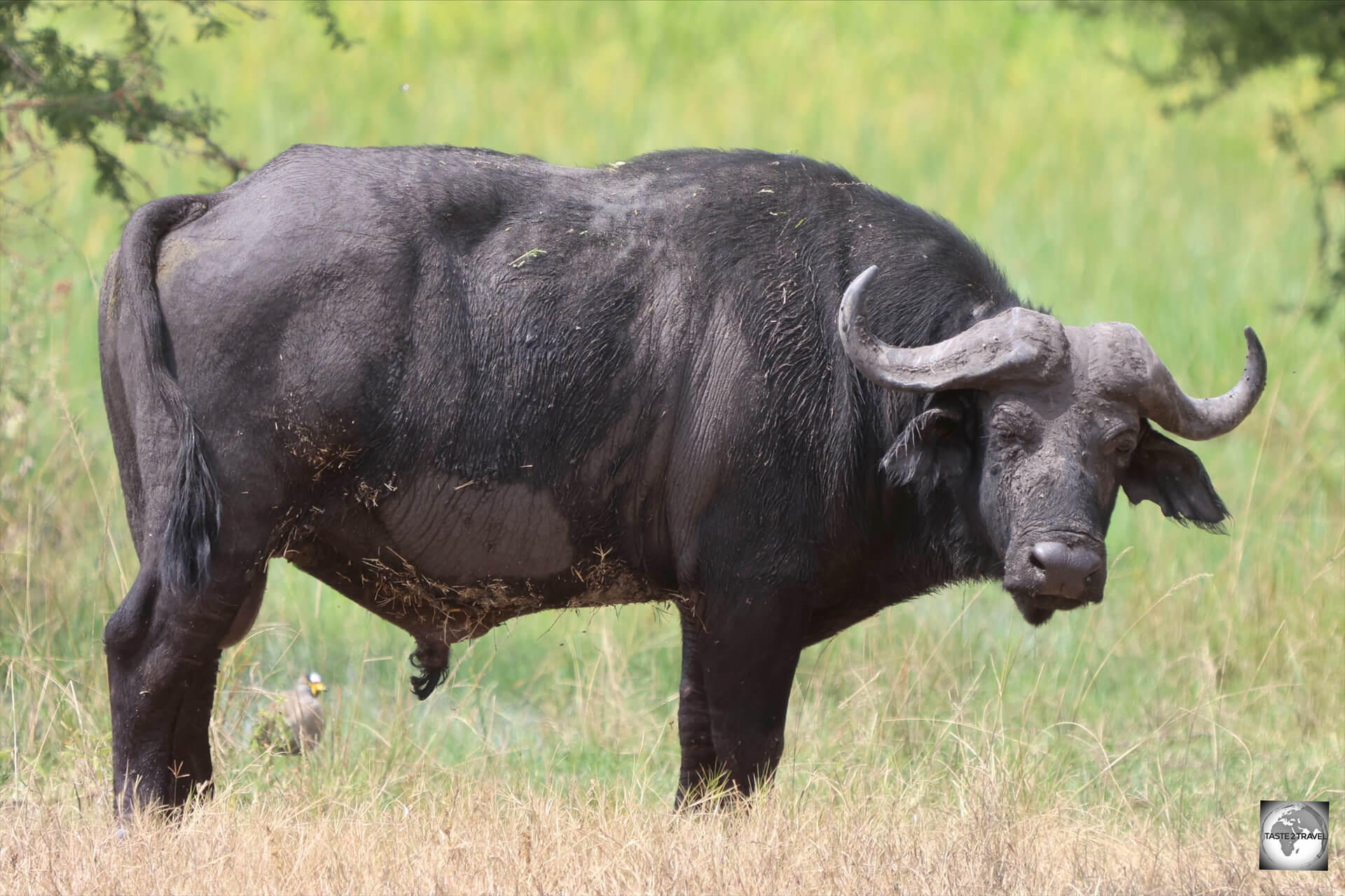 One of the "Big 5", the docile and placid looking <i>Cape Buffalo</i> are able to charge at speeds of 50km/h, making them one of the most dangerous animals in Africa.