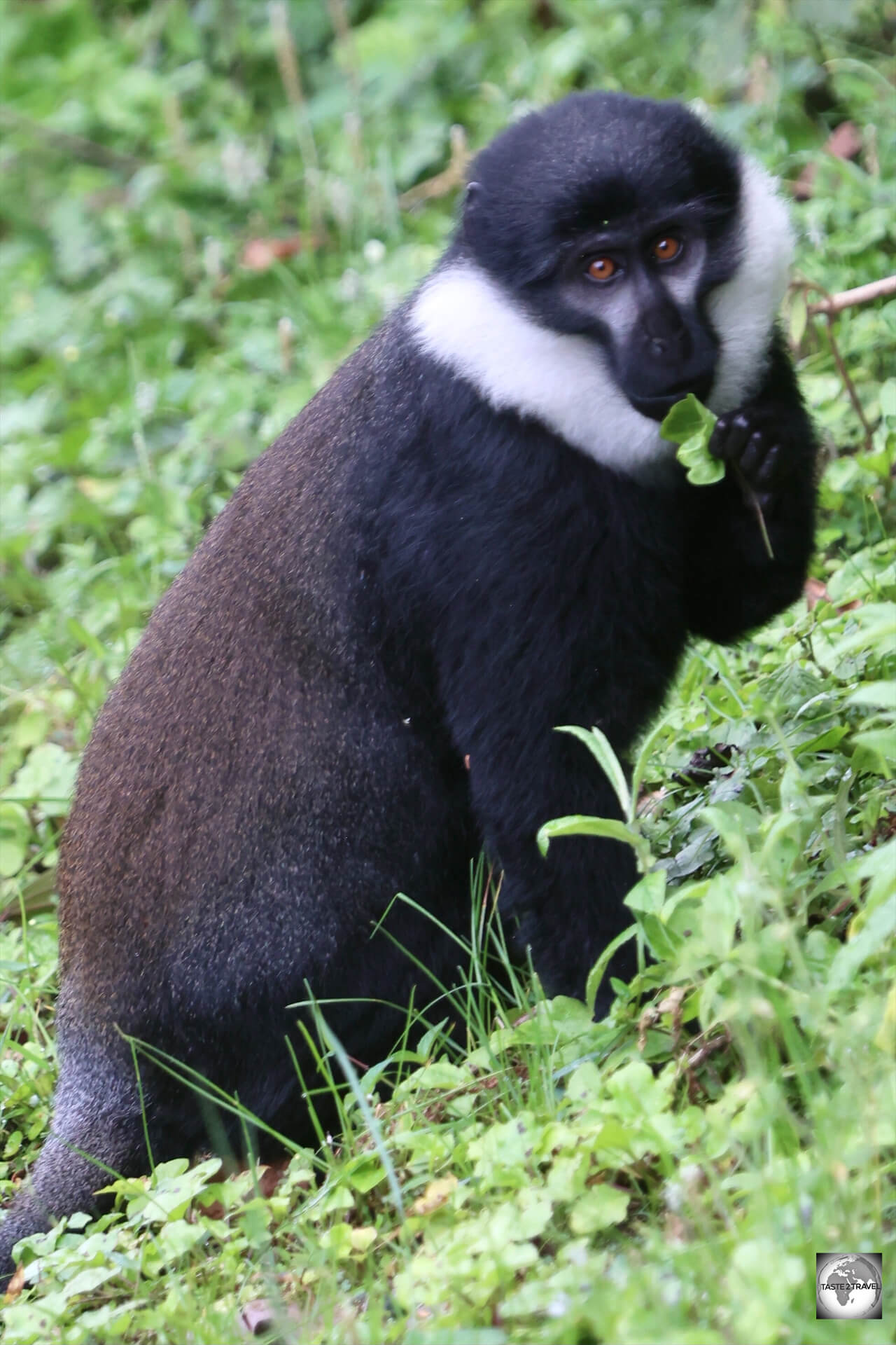 Not shy, <i>L'Hoest's monkey</i>, can be easily seen feeding along the edge of walking trails.