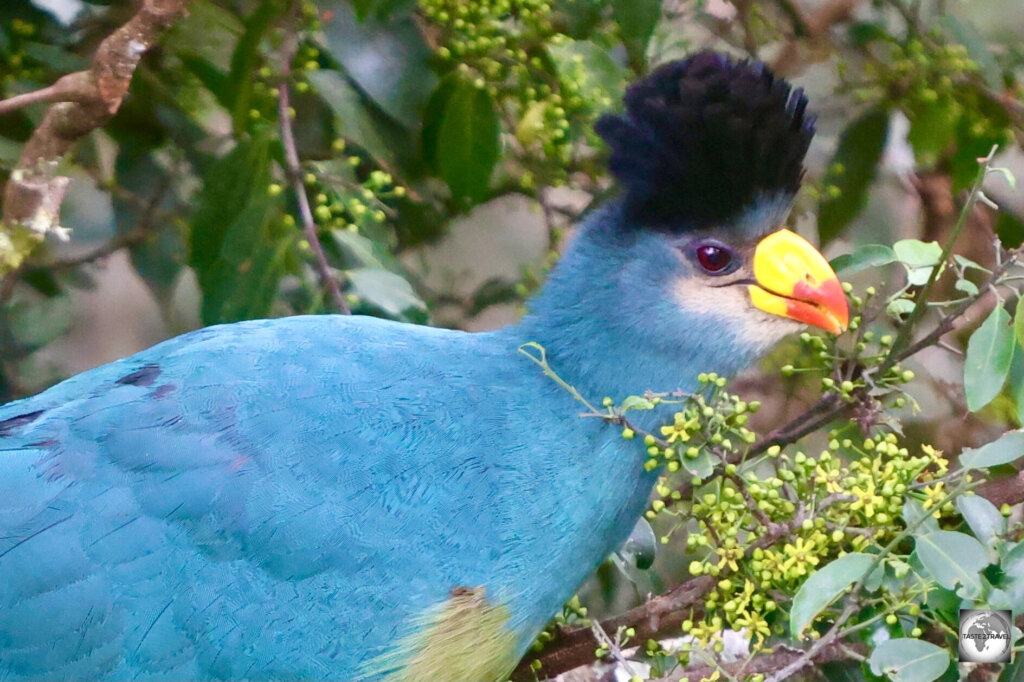 Normally shy and elusive, this Great blue turaco was clearly posing for the camera.
