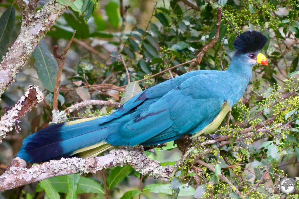A highlight of my visit to Nyungwe National Park was seeing, at close range, the Great blue turaco bird.