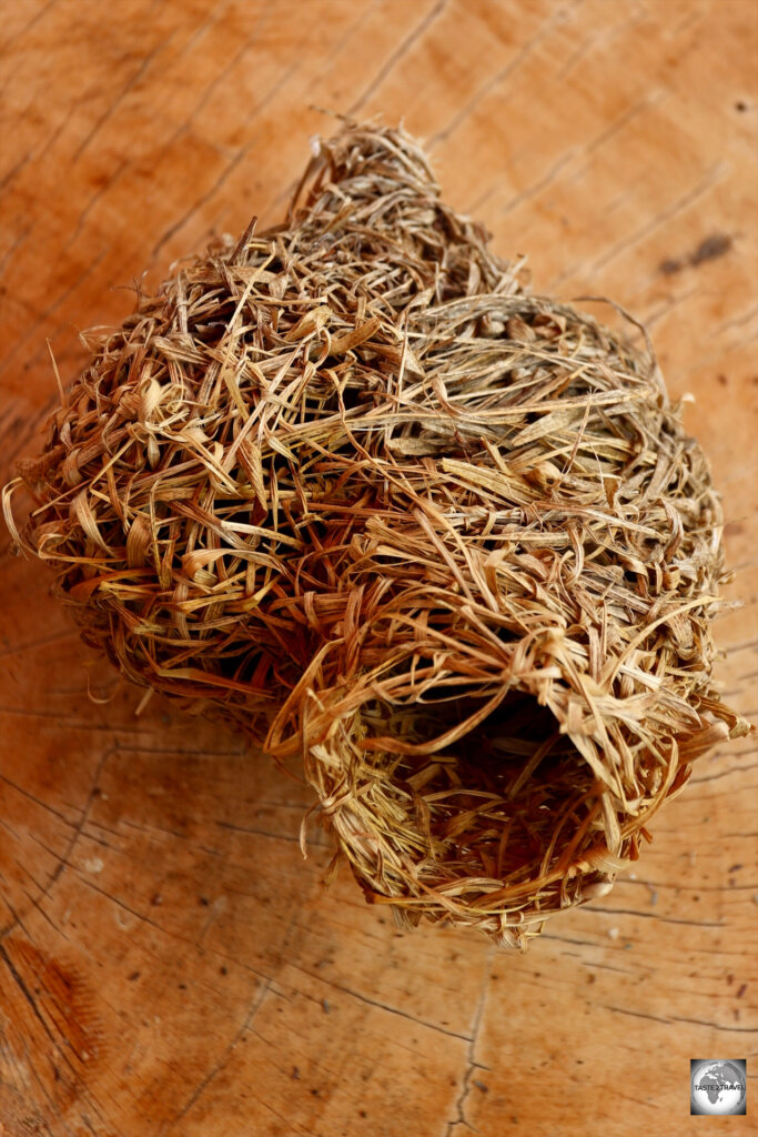 A fallen weaver bird nest - a masterpiece of weaving which is achieved using only their beaks.