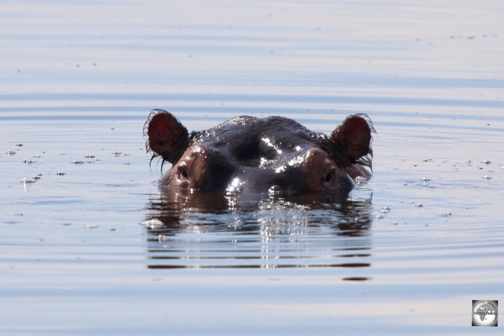 A hippopotamus, keeping cool at Akagera National Park.