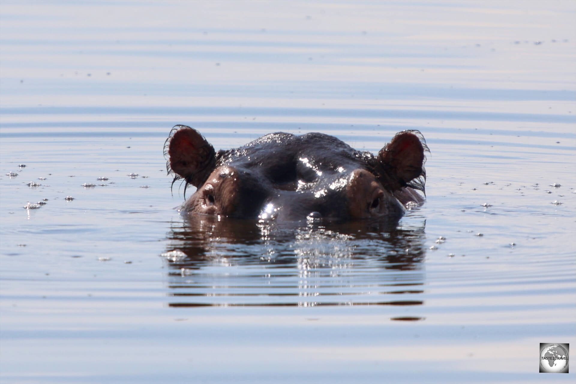 ... and hippopotamus, who like to keep cool in the waters of Lake Ihema.