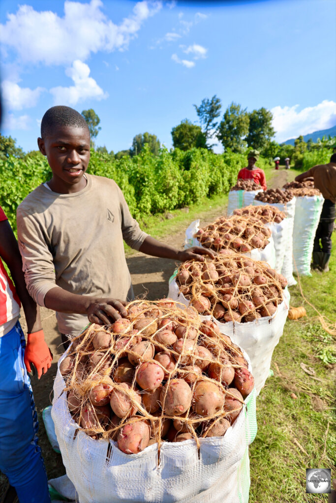 The fertile volcanic slopes of the Virunga Mountains are ideal for the cultivation of potatoes.