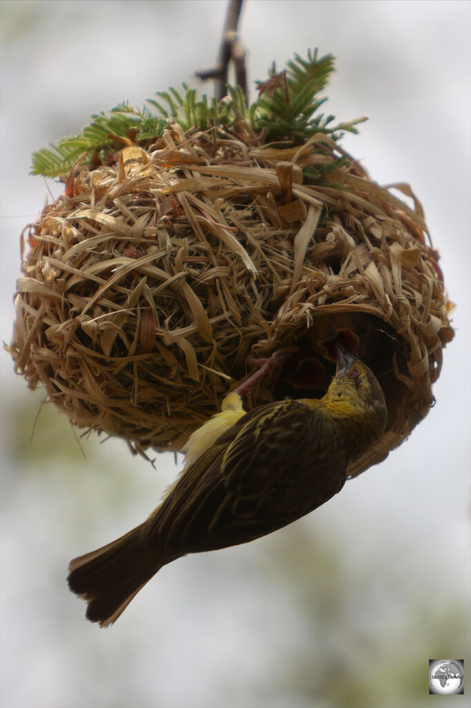 Male Weaver birds construct the most elaborate nests in the hope of attracting a, suitably impressed, mating partner.