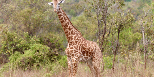 Akagera National Park is home to more than 85 Rothschild giraffes.