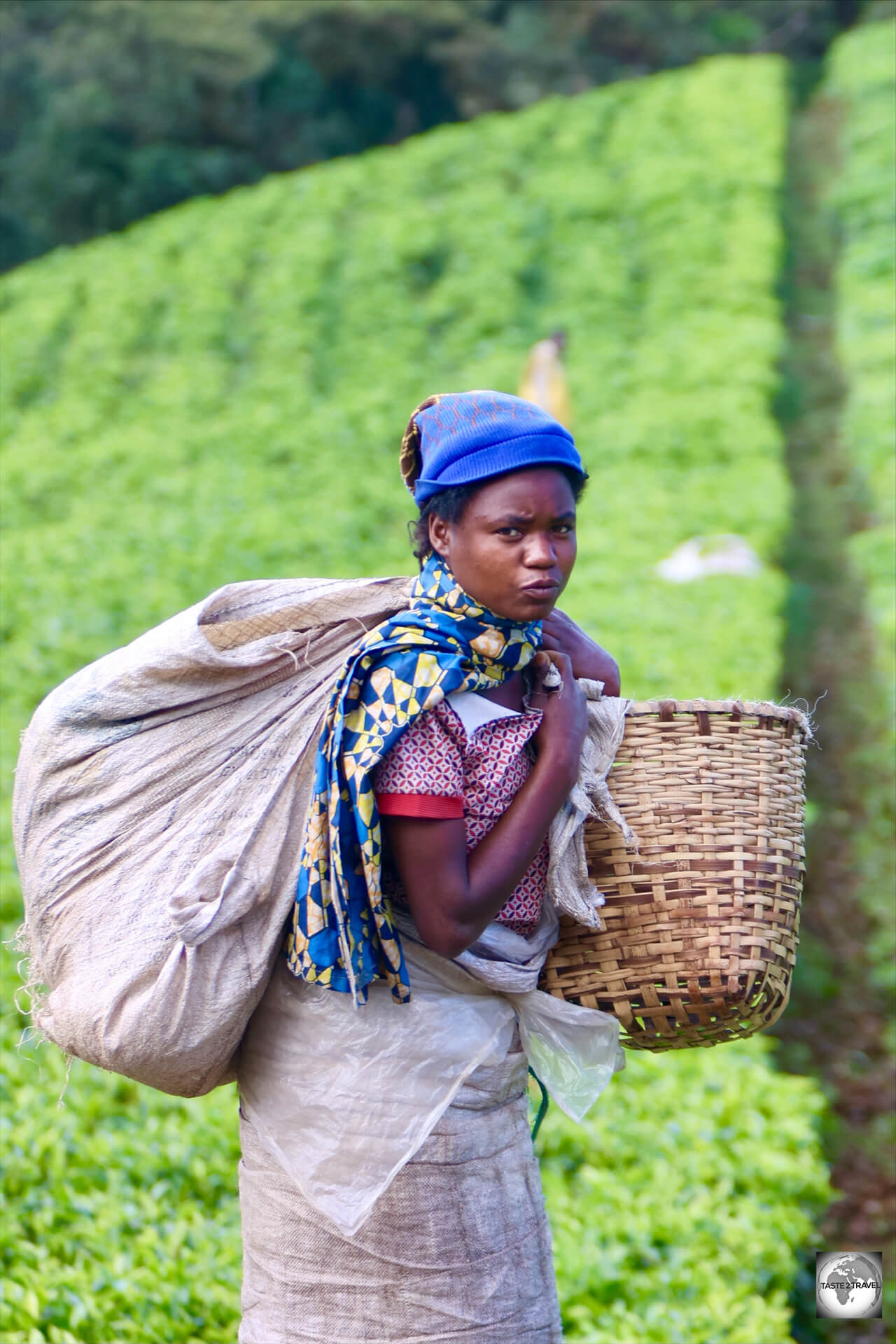Tea picker, at the Gisakura Tea Plantation.