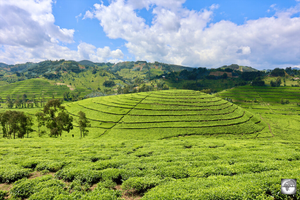 Known as the "Land of a Thousand Hills", the topography of Rwanda is ideal for the cultivation of tea.