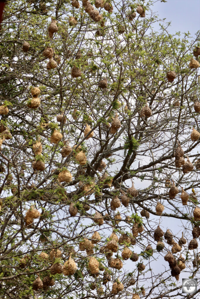 This tree full of Weaver bird nests is located beside a café in Akagera National Park.