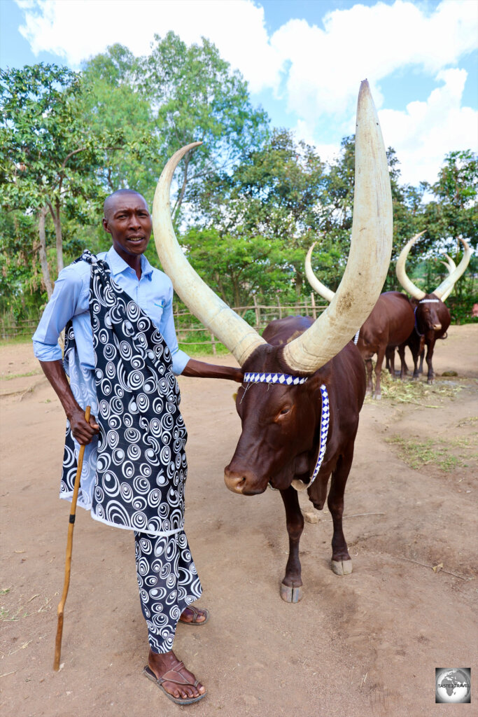 A royal herd of long-horned Inyambo cattle are kept at the palace in Nyanza.