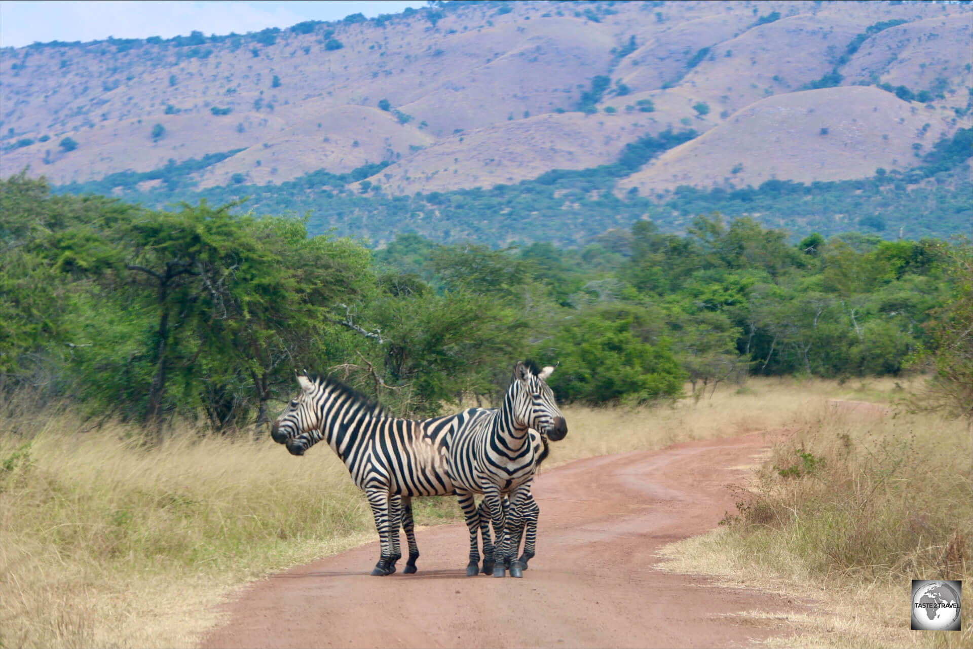 A 'Zebra Crossing' in Akagera National Park.