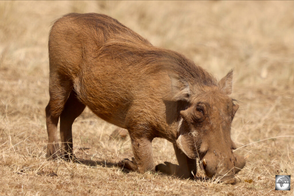 A warthog in Akagera National Park.