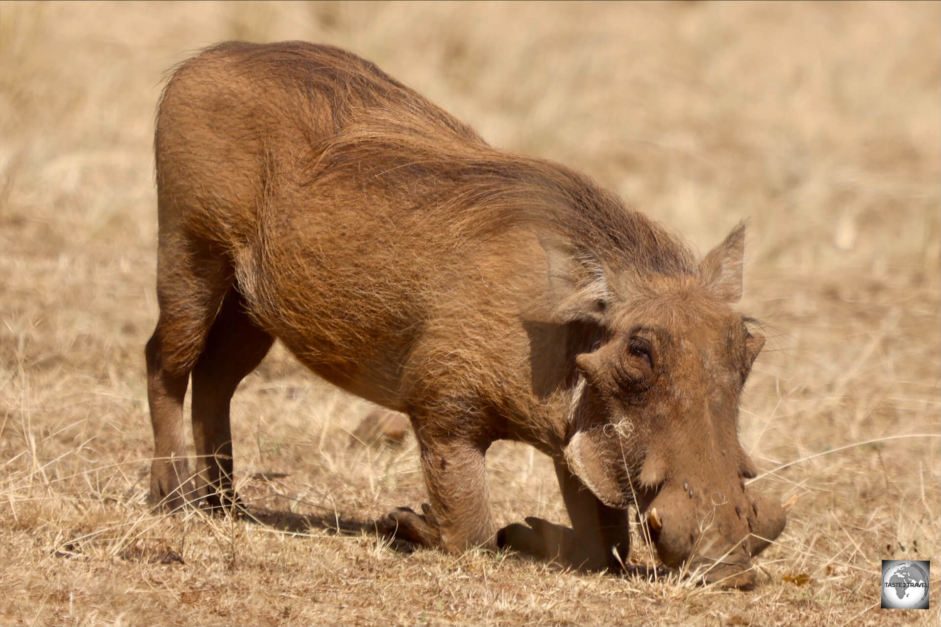 A warthog, which is actually under siege, in Akagera National Park.
