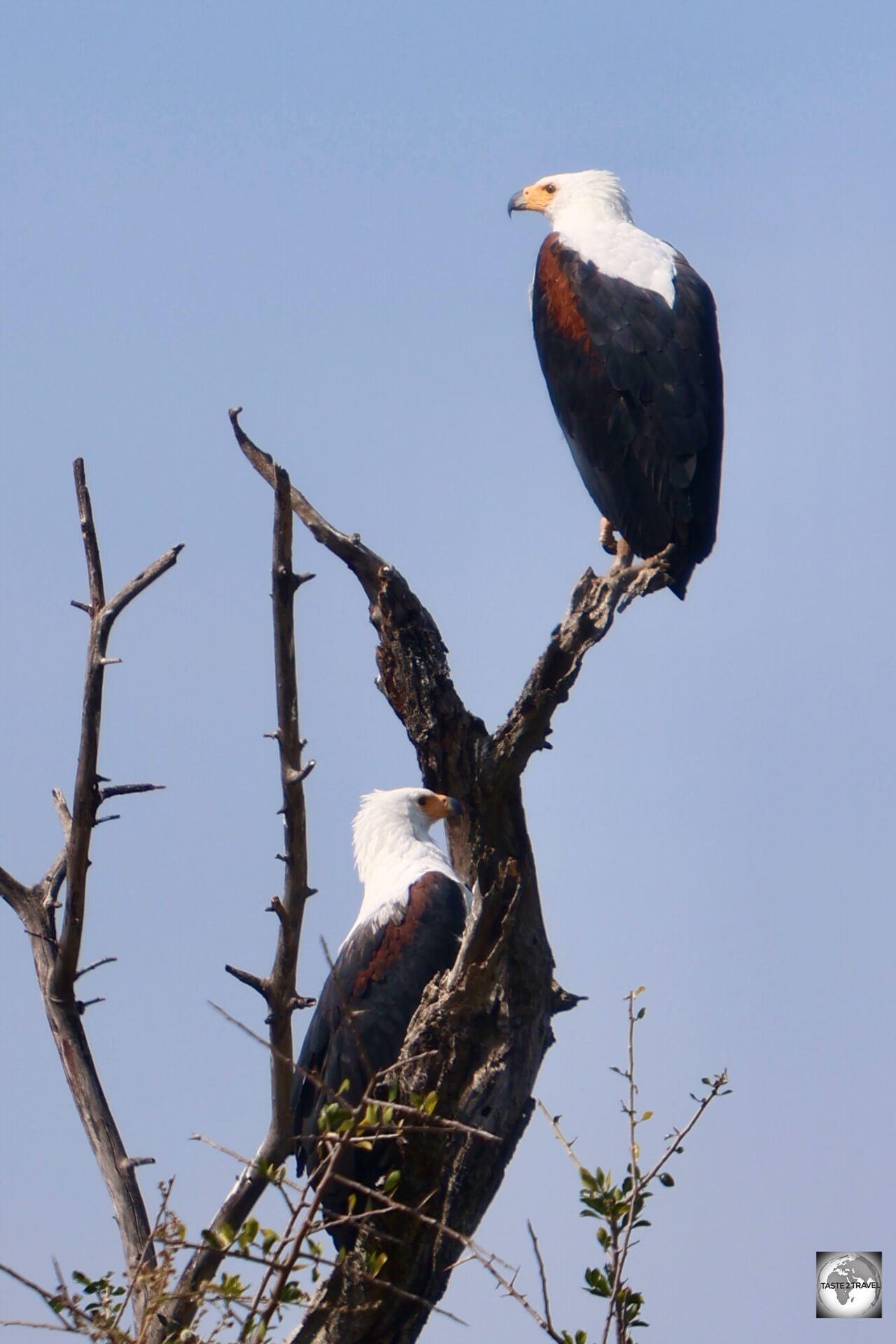 The <i>African fish eagle</i> is a common sight in Akagera National Park.