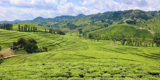 Known as the "Land of a Thousand Hills", the topography of Rwanda is ideal for the cultivation of tea.