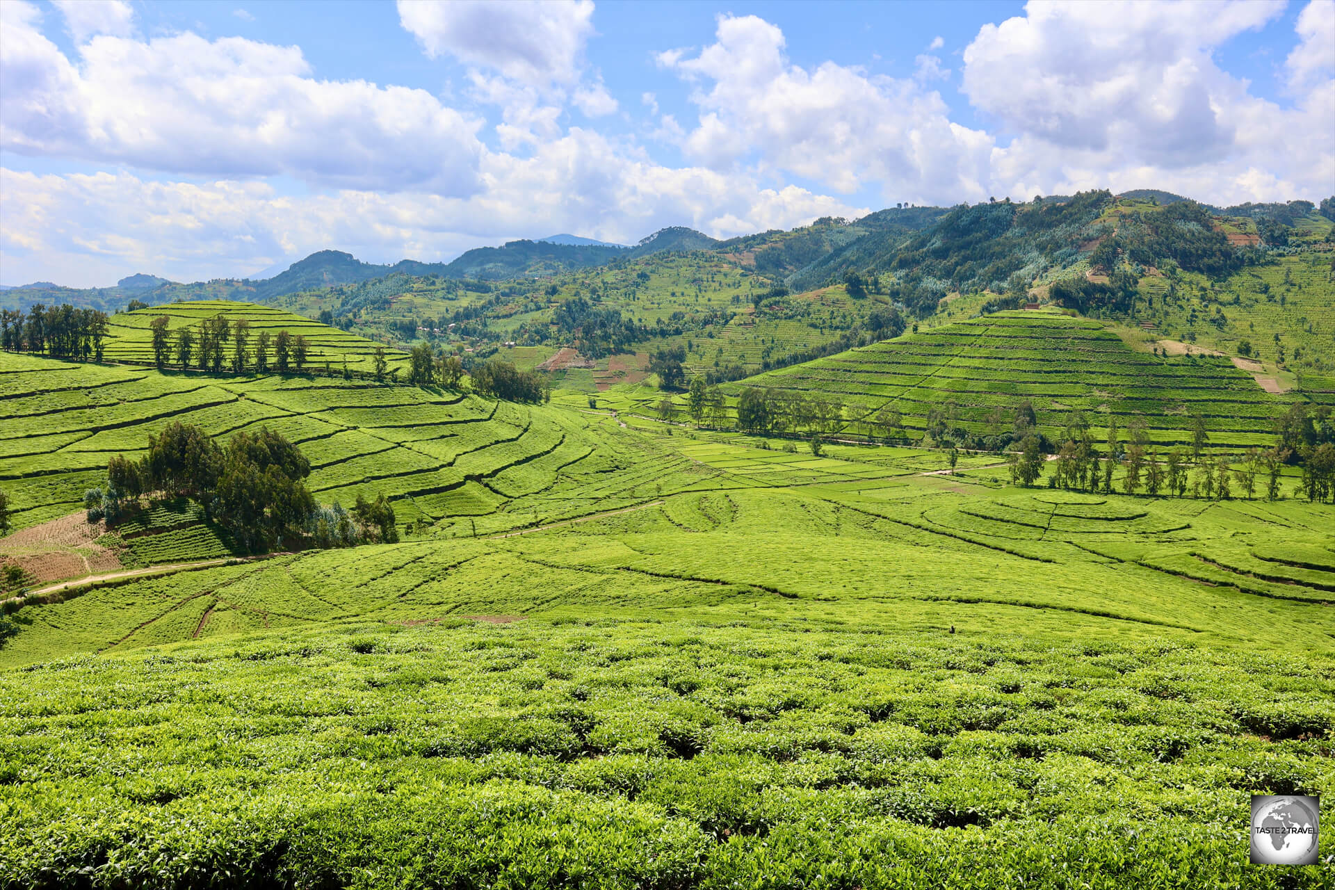 Known as the "Land of a Thousand Hills", the hilly terrain of Rwanda, seen here at the Pfunda Tea Plantation, is ideal for the cultivation of tea.