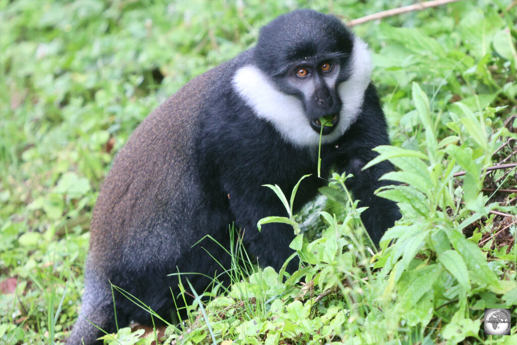 Nyungwe National Park is home to 13 species of primates including L'Hoest's monkey, also known as the Mountain monkey.