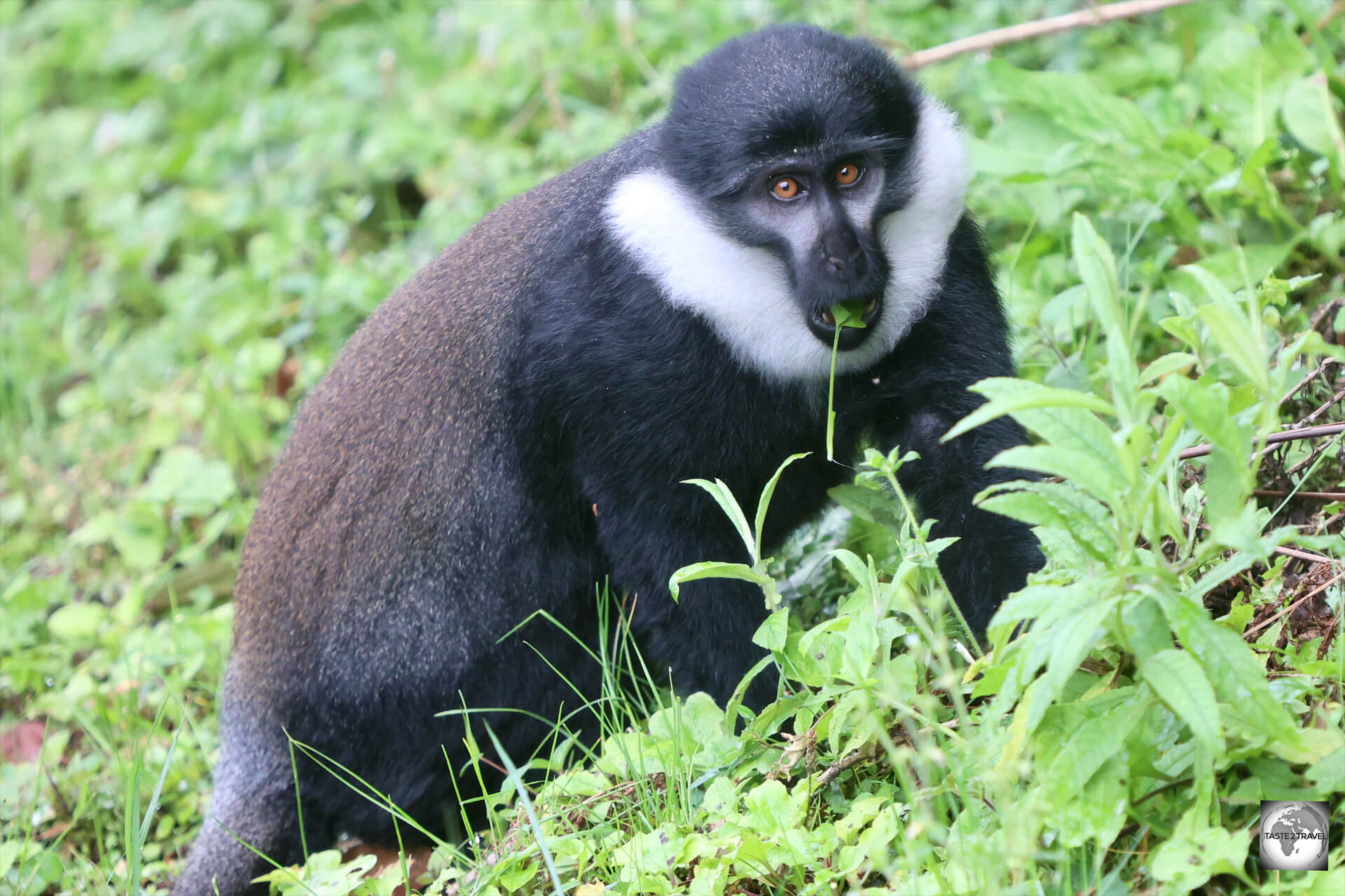 Nyungwe National Park is home to 13 species of primates, including L'Hoest's monkey, also known as the Mountain monkey.
