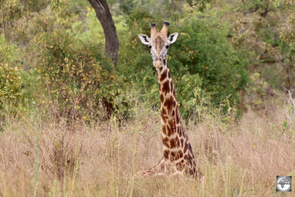A juvenile Rothschild giraffe sleeping on the ground.