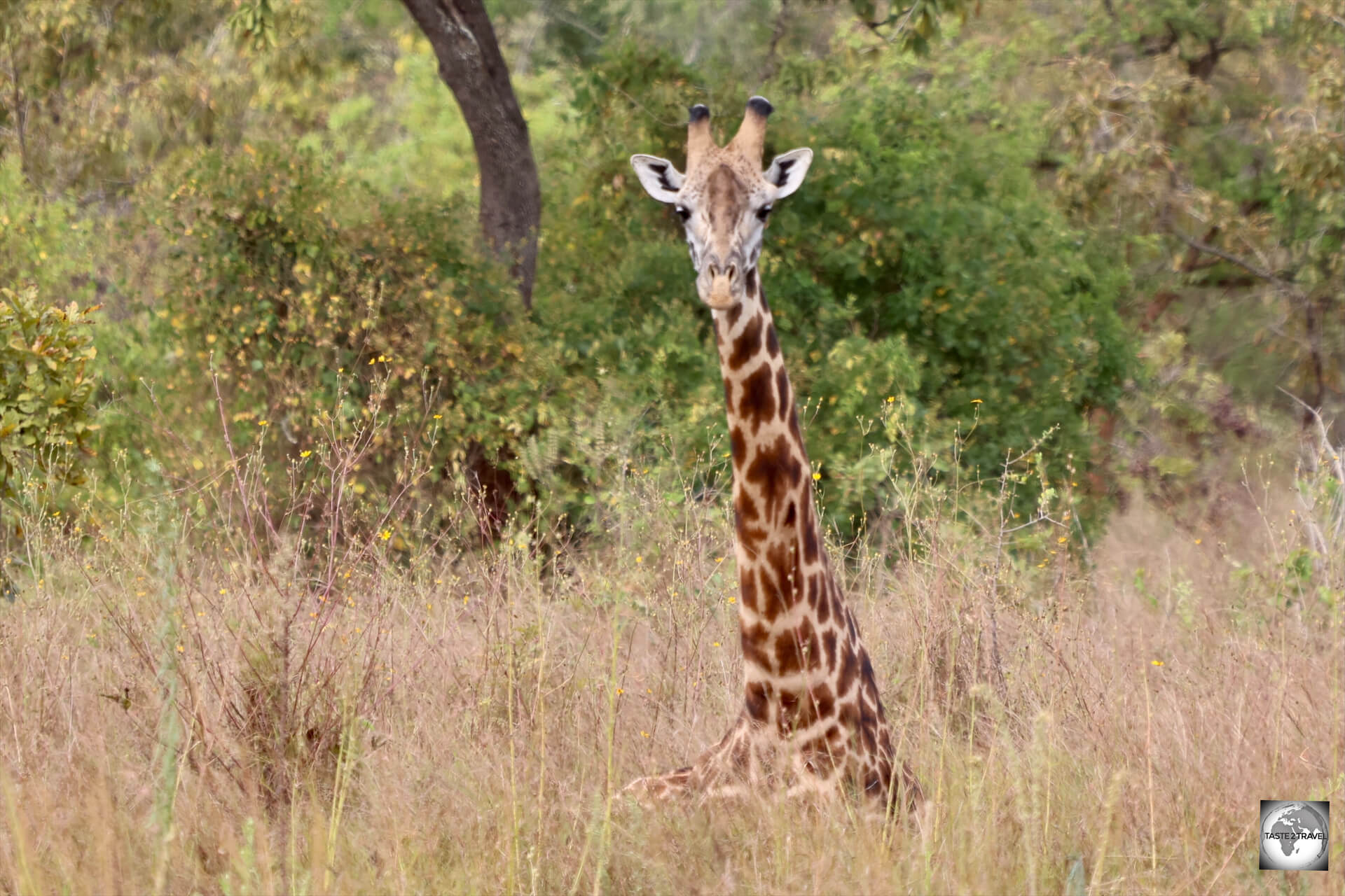 A juvenile Rothchild's giraffe sleeping on the ground.