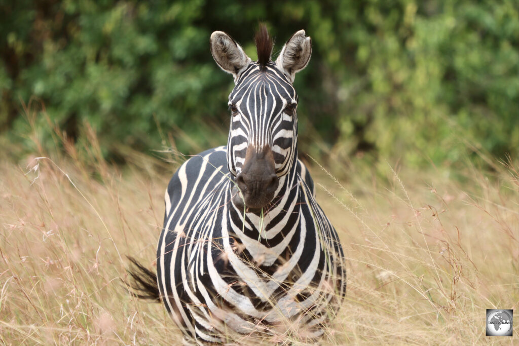 There are numerous herds of Plains zebra at Akagera National Park.