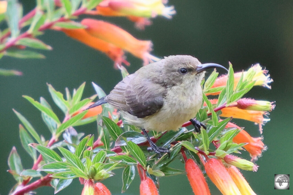 The less colourful (female) Northern double-collared sunbird which I photographed in the garden at Nyungwe Top View Hill Hotel.