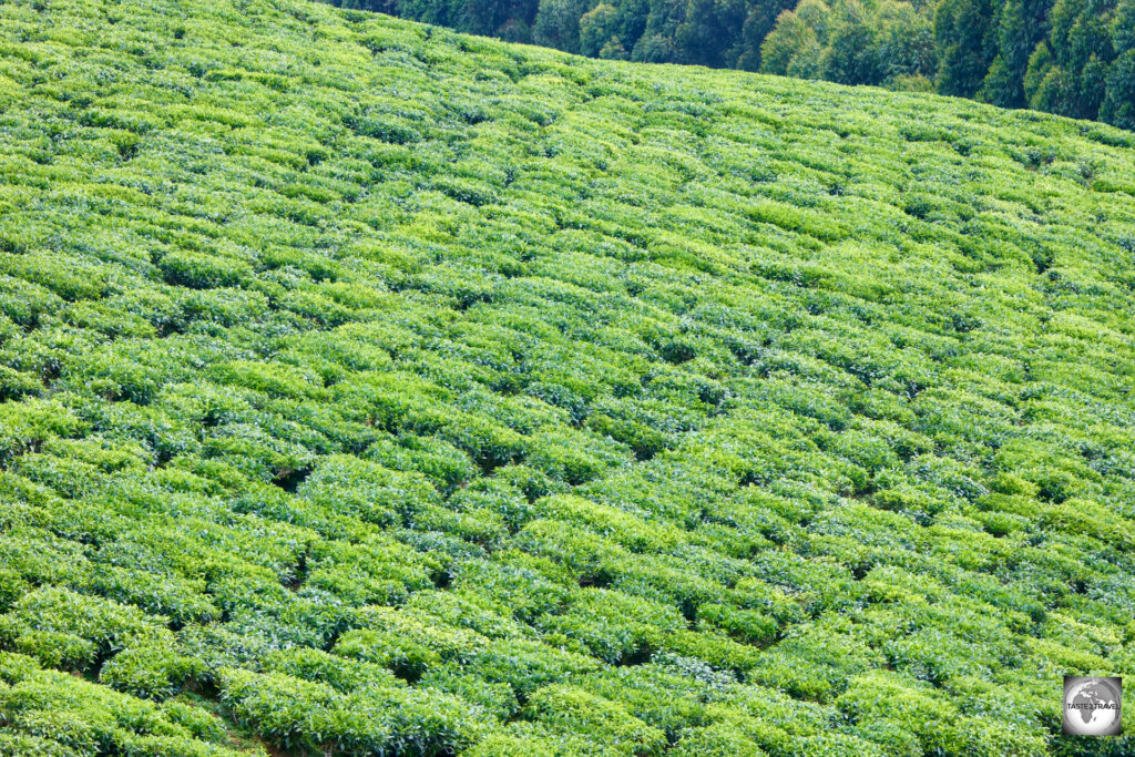 A view of the, sprawling, Gisakura Tea Plantation, which is located near to Nyungwe Top View Hill Hotel.