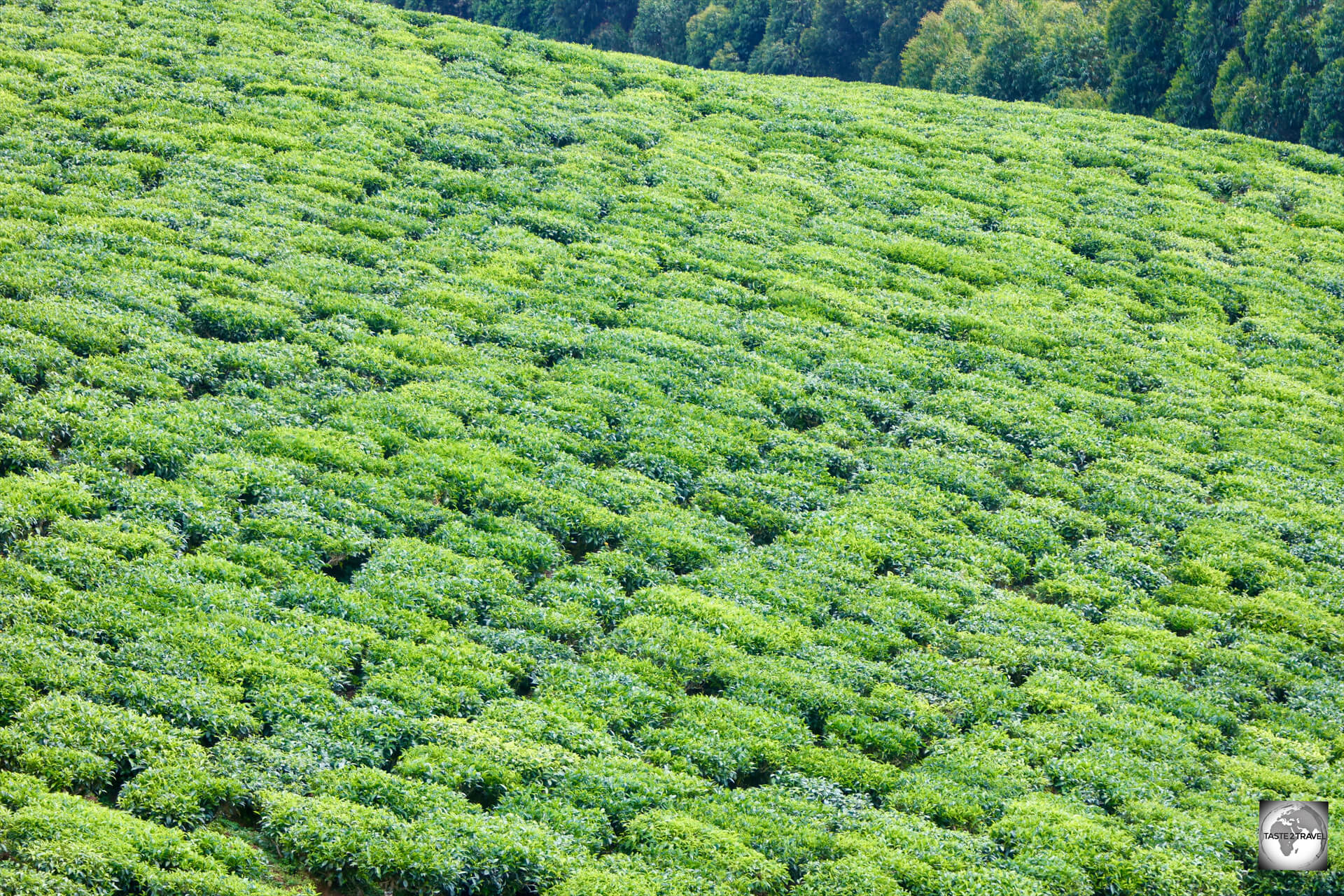 A view of the Gisakura Tea Plantation.