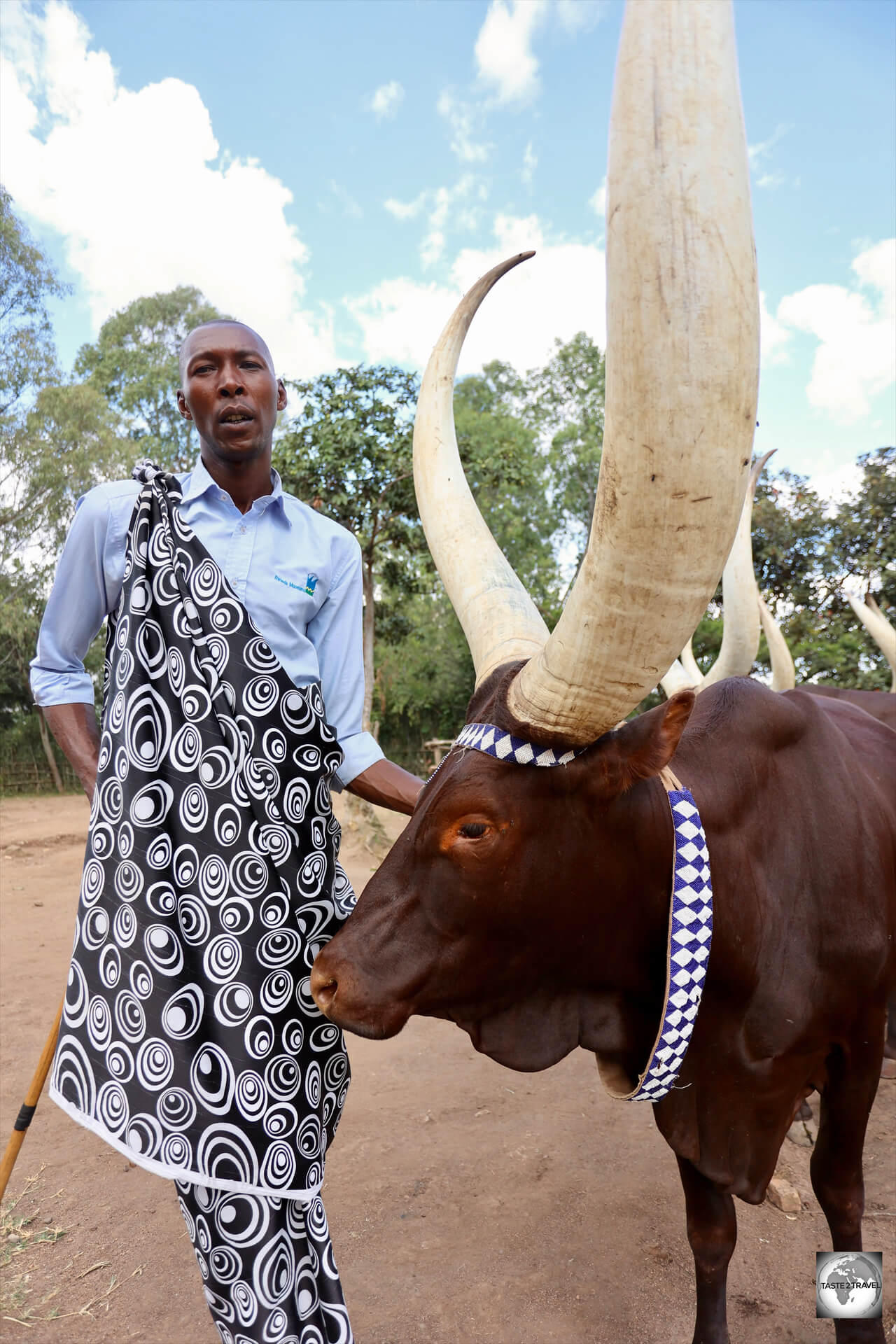 The keepers of the Royal <i>Inyambo</i> cattle sing to them.