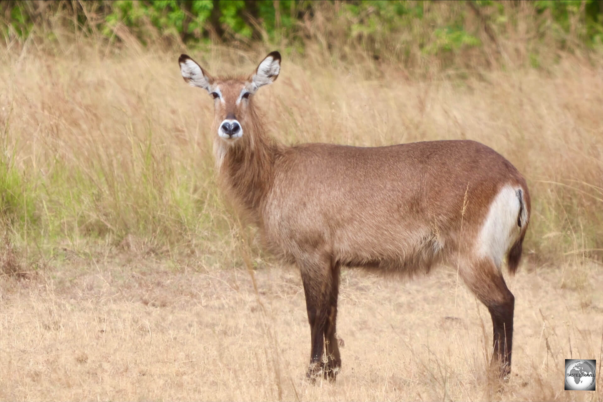 A juvenile, female, Waterbuck at Akagera National Park.