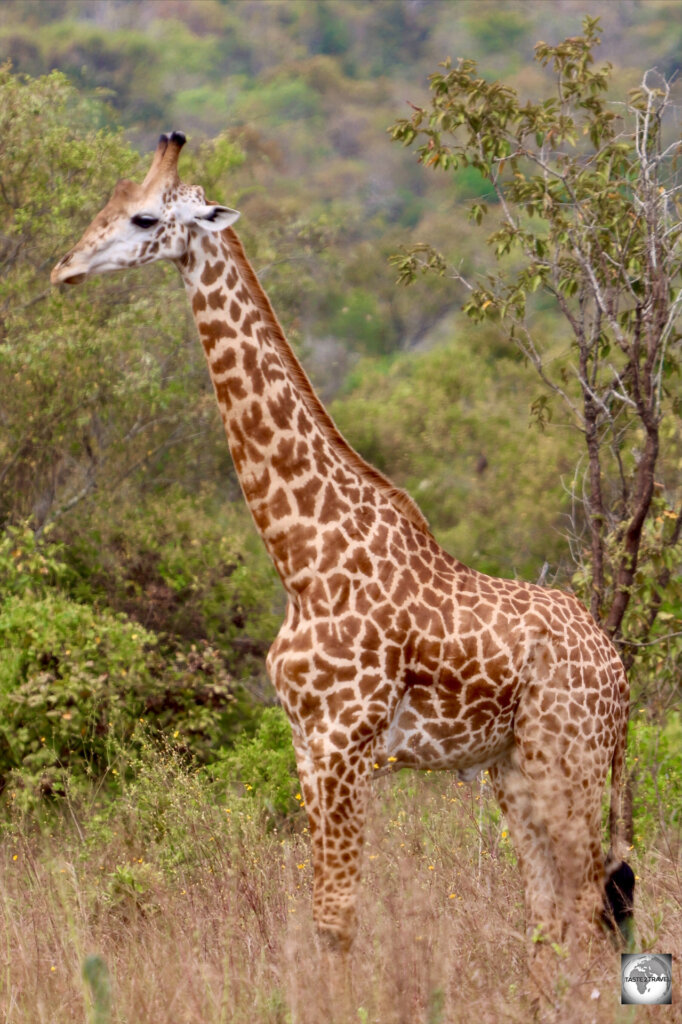 A Rothschild giraffe at Akagera National Park.